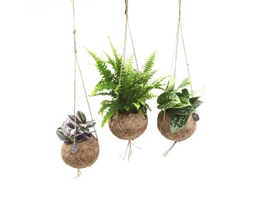 Drie hangplanten in kokosvezelbollen met verschillende plantsoorten