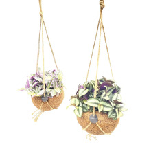 Twee hangplanten in kokosnootschalen met touwophanging