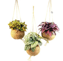 Drie hangplanten in kokosnootschalen met verschillende bladkleuren.