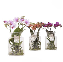 Drie orchideeën in glazen vazen met verschillende bloemkleuren