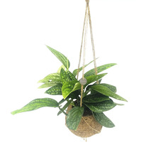 Hangplant met groene bladeren in kokosvezel hangmand