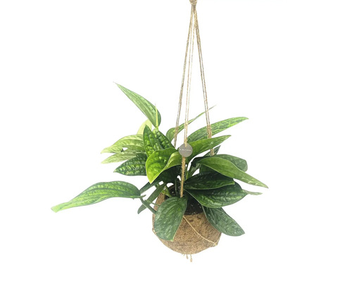 Hangplant met groene bladeren in kokosvezel hangmand