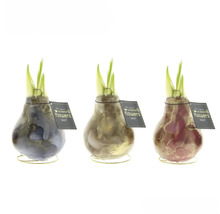 Drie wasbloemen met bollen en groene scheuten op gouden standaards