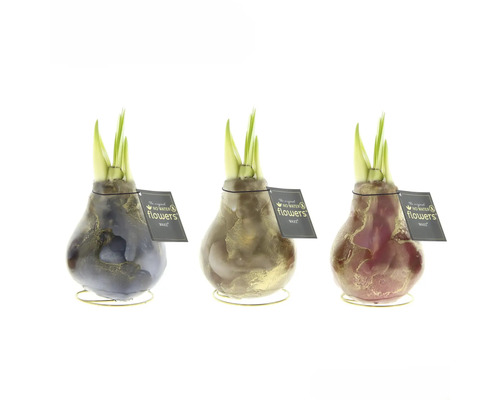 Drie wasbloemen met bollen en groene scheuten op gouden standaards
