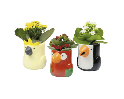 Drie dierlijke bloempotten met bloemen