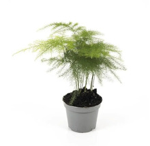 Asparagus kamerplant in pot