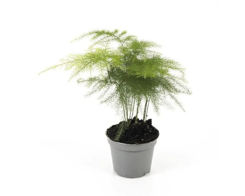 Asparagus kamerplant in pot