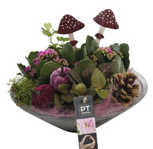 Arrangement met planten, decoratieve paddenstoelen, decoratieve pompoenen en dennenappels in een schaal