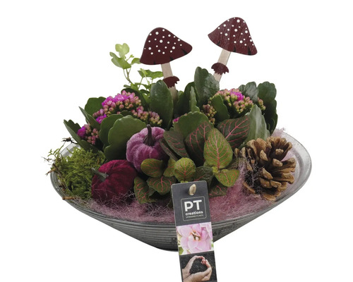 Arrangement met planten, decoratieve paddenstoelen, decoratieve pompoenen en dennenappels in een schaal