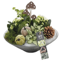 Decoratieve herfst plantenschaal met paddenstoelfiguren, pompoenen, dennenappels en plantenarrangement in een glazen schaal