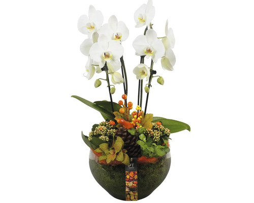 Arrangement met witte orchidee in glazen vaas met herfstdecoratie