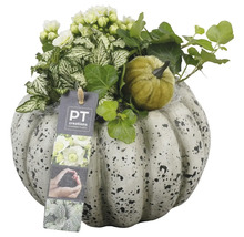 Decoratie met pompoen, planten en PT Creations Logo