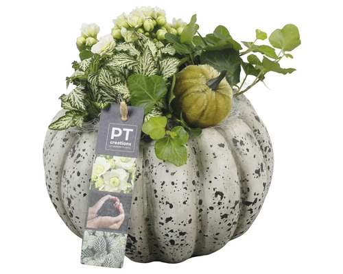 Decoratie met pompoen, planten en PT Creations Logo