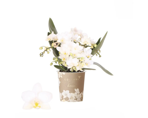 FLORASELF Orchidee Phalaenopsis Botanic Nazare 4 tak wit potmaat Ø 9 cm H 40 cm Witte orchidee in pot