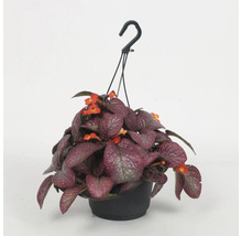 Hangplant met rode bloemen in een zwarte pot