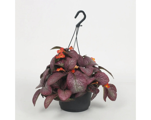 Hangplant met rode bloemen in een zwarte pot