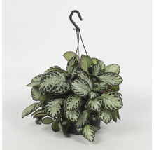 Hangplant met gemêleerde bladeren in pot