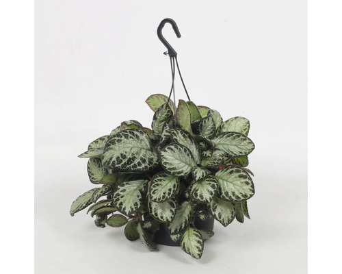 Hangplant met gemêleerde bladeren in pot