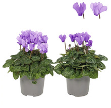 Twee potcyclamen met violette bloemen en groene bladeren in grijze potten.
