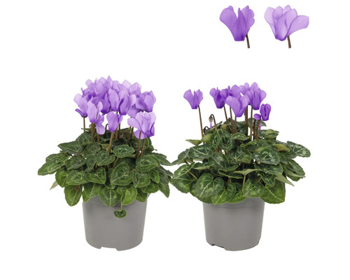 Twee potcyclamen met violette bloemen en groene bladeren in grijze potten.