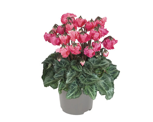 Cyclaam kamerplant in een pot