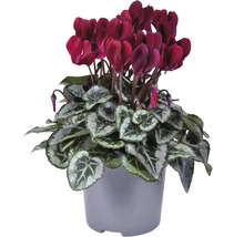 Cyclaam met donkerrode bloemen in een pot