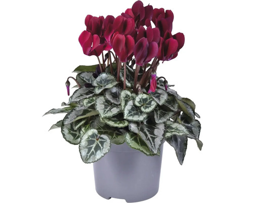 Cyclaam met donkerrode bloemen in een pot
