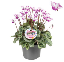 Pot met cyclamen Sun Patio Cyclamen met bloem
