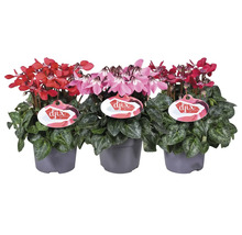 Drie cyclamen in potten met rode en roze bloemen