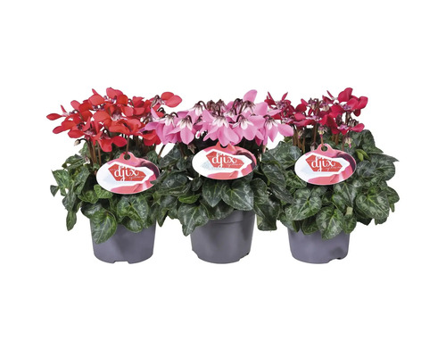 Drie cyclamen in potten met rode en roze bloemen