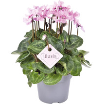 Potcyclaam met roze bloemen en het Illusia-etiket