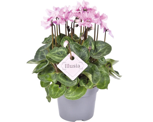 Potcyclaam met roze bloemen en het Illusia-etiket
