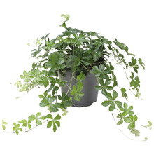 Gynostemma plant in een pot