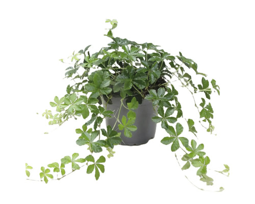 Gynostemma plant in een pot