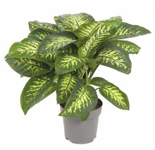 Dieffenbachia plant in pot