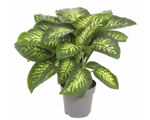 Dieffenbachia plant in pot