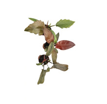 Philodendron kamerplant in pot