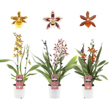 Drie Cambria orchideeën in potten met verschillende bloemen