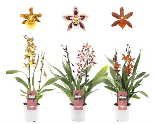 Drie Cambria orchideeën in potten met verschillende bloemen