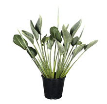 Strelitzia in een zwarte pot