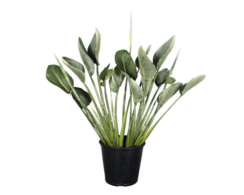 Strelitzia in een zwarte pot