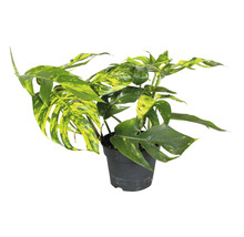 Monstera kamerplant in een pot