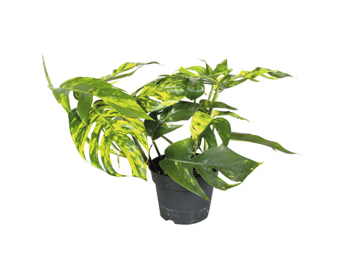 Monstera kamerplant in een pot