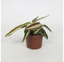 Plant in een pot