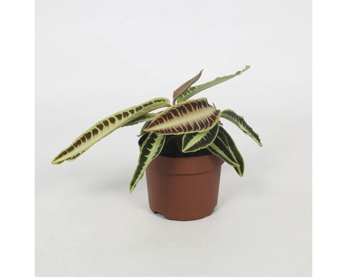 Plant in een pot