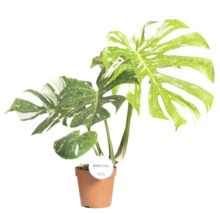 Monstera kamerplant in pot met bont blad
