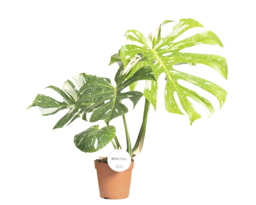 FLORASELF Gatenplant Monstera Thai Constellation potmaat Ø 15 cm H 45 cm Monstera kamerplant in pot met bont blad