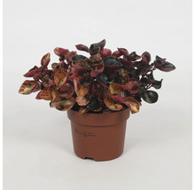Kamerplant in pot