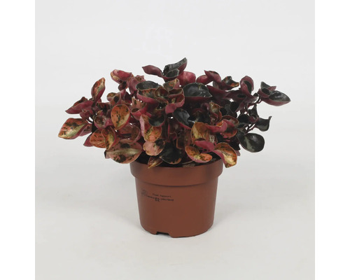 Kamerplant in pot