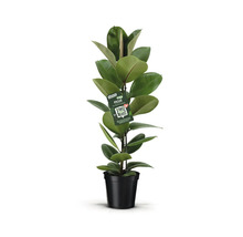 Ficus kamerplant in pot